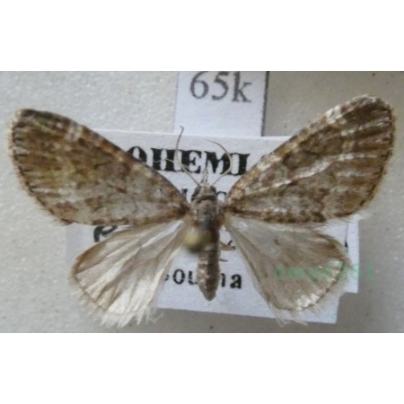 Acasis appensata (Eversmann, 1842) Czech65k